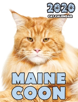 Paperback Maine Coon 2020 Cat Calendar Book