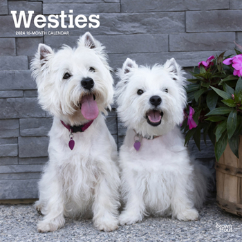 Calendar West Highland White Terriers 2024 Square Book