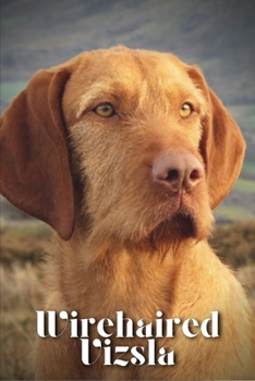 Wirehaired Vizsla: Dog breed overview and guide