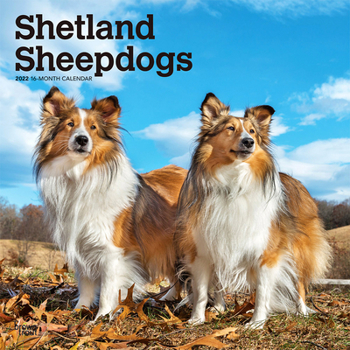 Calendar Shetland Sheepdogs 2022 Square Book