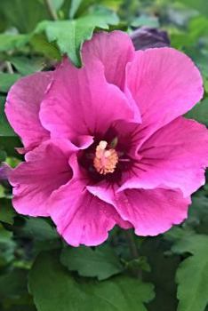 Paperback pink flower Book