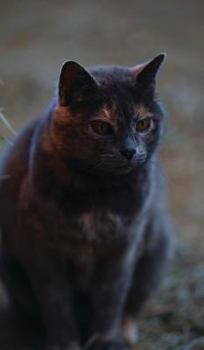 Hardcover Kid's Petite Barn Cat Journal: Volume One Book