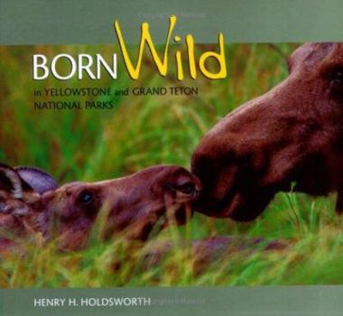 Paperback Born Wild in Yellowstone and Grand Teton National Parks Book