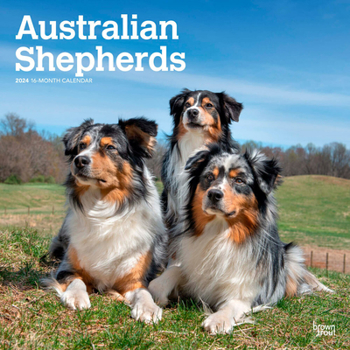 Calendar Australian Shepherds 2024 Square Book