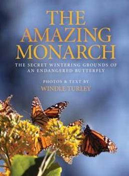 Hardcover Amazing Monarch: The Secret Wintering Grounds of an Endangered Butterfly Book