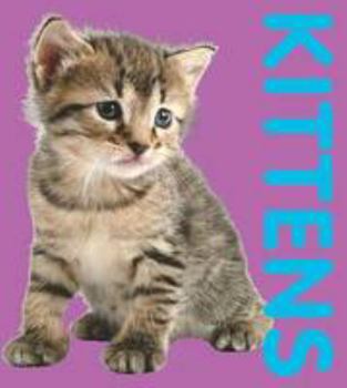 Board book Photographic Shaped Board Book: Kittens Book