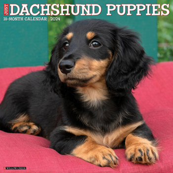 Calendar Just Dachshund Puppies 2024 12 X 12 Wall Calendar Book
