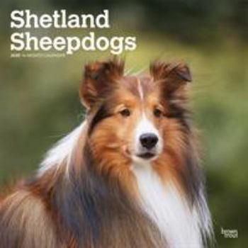 Calendar Shetland Sheepdogs 2020 Square Book