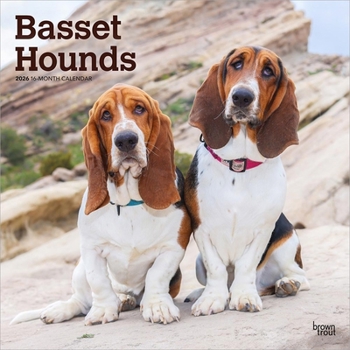 Basset Hounds 2026 12 X 24 Inch (Hanging) Monthly Square Wall Calendar Plastic-Free