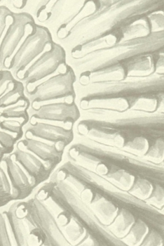 Paperback Ammonite notebook: Half-blank, and half-ruled pages for sketching and writing - ammonites rule! Book