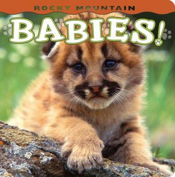 Board book Rocky Mountain Babies! Book