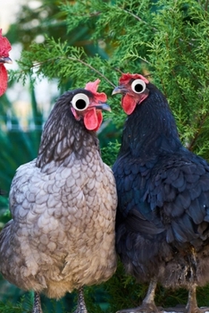 Googly Eye Chickens Journal: 100-page blank lined journal featuring chickens with googly eyes