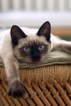 Beautiful Seal Point Siamese Cat Sitting on a Vintage Chair Journal Pet Journal : 150 Page Lined Notebook/Diary