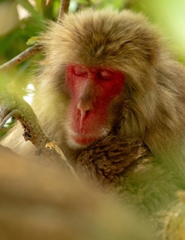 Notebook: Journal/Diary/Notebook - Japanese Macaque - 150 Lined Pages - 8.5"x11" - Softcover - Great for everyday use!