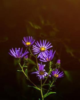 Paperback College Ruled Notebook: Purple Flower Book