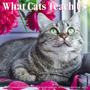 Calendar What Cats Teach Us 2023 Wall Calendar Book