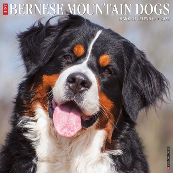Calendar Just Bernese Mountain Dog 2022 Wall Calendar (Dog Breed) Book