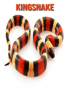 Kingsnake: Amazing Facts about Kingsnake