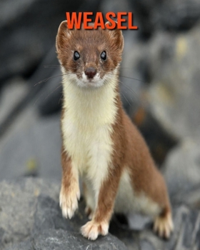 Paperback Weasel: Beautiful Pictures & Interesting Facts Children Book About Weasel Book