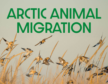 Paperback Arctic Animal Migration: English Edition Book