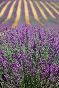 Lavender Field in Provence France Journal: 150 Page Lined Notebook/Diary