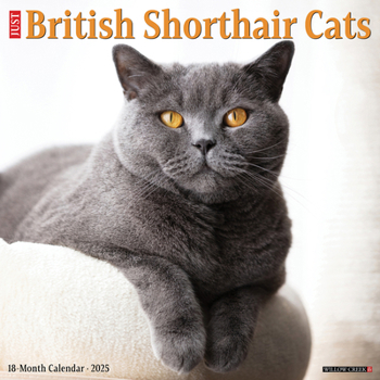 Calendar British Shorthair Cats 2025 12 X 12 Wall Calendar Book