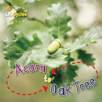 Lifecycles: Acorn to Oak Tree - Book  of the Lifecycles