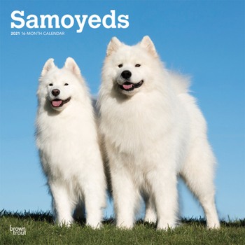 Calendar Samoyeds 2021 Square Book