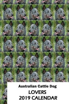 Paperback Australian Cattle Dog Lovers 2019 Calendar Book