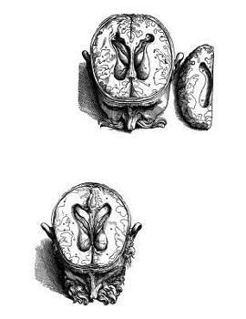 Anatomy Notebook: Human Brain 02 - Andreas Vesalius Anatomy Art College Ruled Notebook | 110 Pages (Andreas Vesalius White Cover)