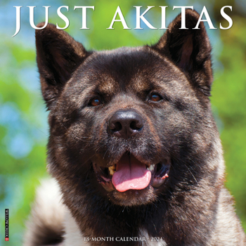Calendar Just Akitas 2024 12 X 12 Wall Calendar Book