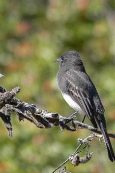 Black Phoebe Bird Journal: 150 page lined notebook/diary