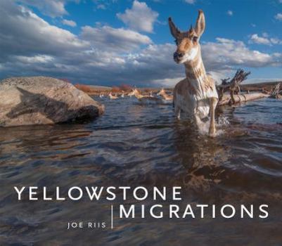 Hardcover Yellowstone Migrations Book