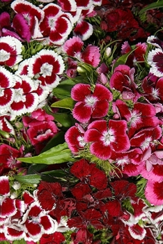 Paperback 2020 Weekly Planner Flowers Pretty Pink Dianthus 134 Pages: 2020 Planners Calendars Organizers Datebooks Appointment Books Agendas Book