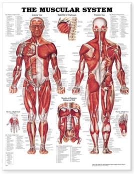 Wall Chart The Muscular System Anatomical Chart Book