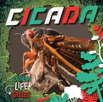 Paperback Cicada Book