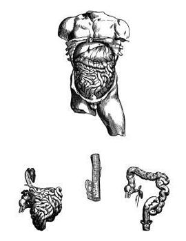 Anatomy Notebook: Liver Stomach and Intestines - Andreas Vesalius Anatomy Art College Ruled Notebook | 110 Pages (Andreas Vesalius White Cover)