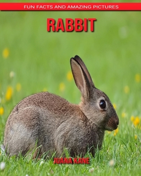 Rabbit: Fun Facts and Amazing Pictures