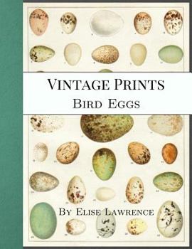 Paperback Vintage Prints: Bird Eggs Book