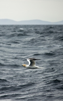 Notebook: Journal/Diary/Notebook - Irish Gannet - 150 Lined Pages - 5"x8" - Softcover - Great for everyday use!
