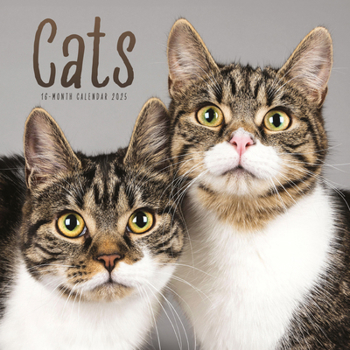 Calendar 2025 Cats Wall Calendar Book