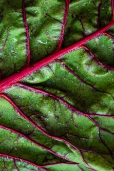 Paperback My Journal: Recipe Journal - 6"x9" - 120 Lined pages - Recipe Recording Notebook - Matte Cover Book