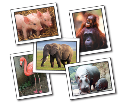 Cards Favorite Animals Learning Cards Book