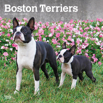 Calendar Boston Terriers 2021 Square Book