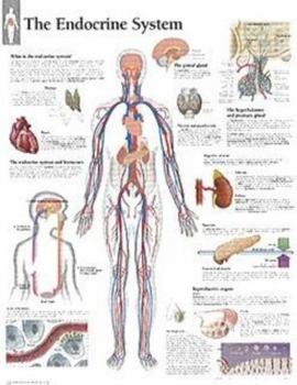 Misc. The Endocrine System Chart: Laminated Wall Chart Book