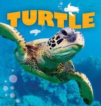 Library Binding Turtle Book