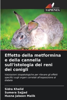 Effetto della metformina e della cannella sull'istologia dei reni dei conigli
