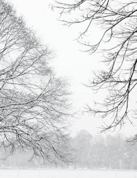 Paperback Tree Notebook Large Size 8.5 x 11 Ruled 150 Pages Book