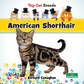 Paperback American Shorthair Book