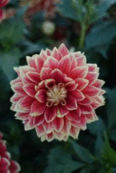 Journal: 150 Dot Grid Pages, 6x9 Inches, Beautiful Red Dahlia Flower, Plan Your Day and Organize Your Life, Tracker, Productivity Diary, Notebook